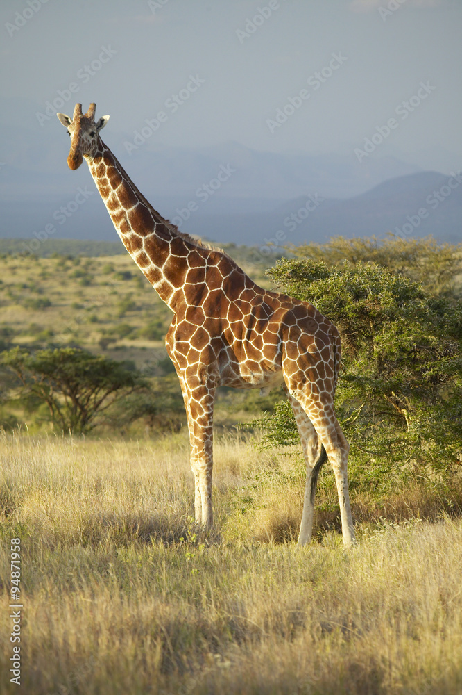 非洲肯尼亚勒瓦保护区日落时分的长颈鹿