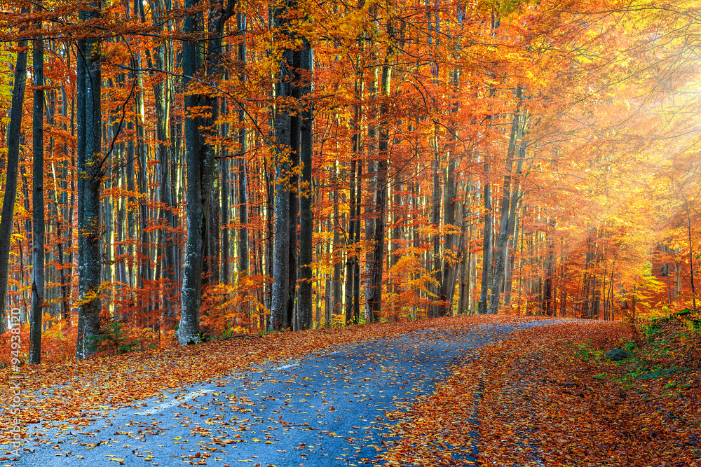 秋天缤纷森林中令人惊叹的浪漫之路