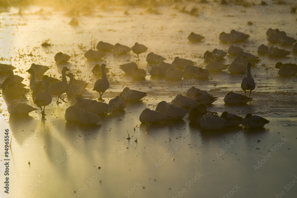 初冬冰冻后，日出时分，成千上万的雪雁和沙丘鹤坐在湖面上。