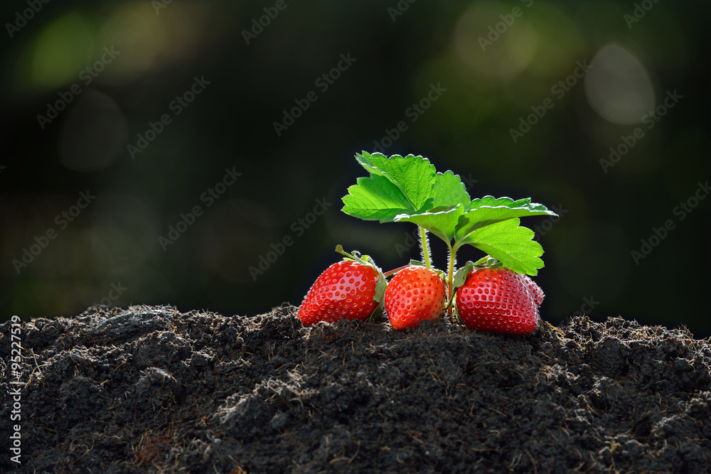 花园里成熟的草莓特写