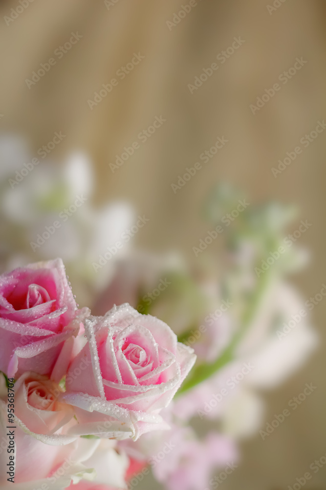 粉色玫瑰和象牙色康乃馨的香气