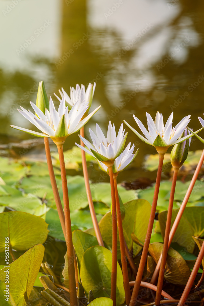 美丽的睡莲在池塘里盛开
