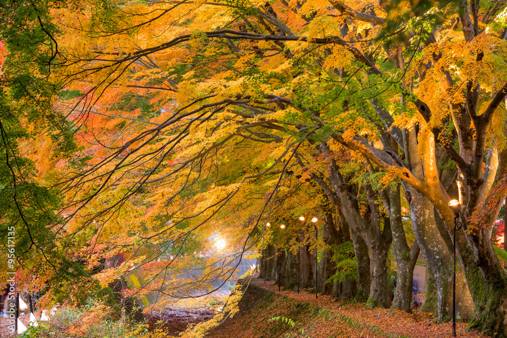 日本枫树走廊