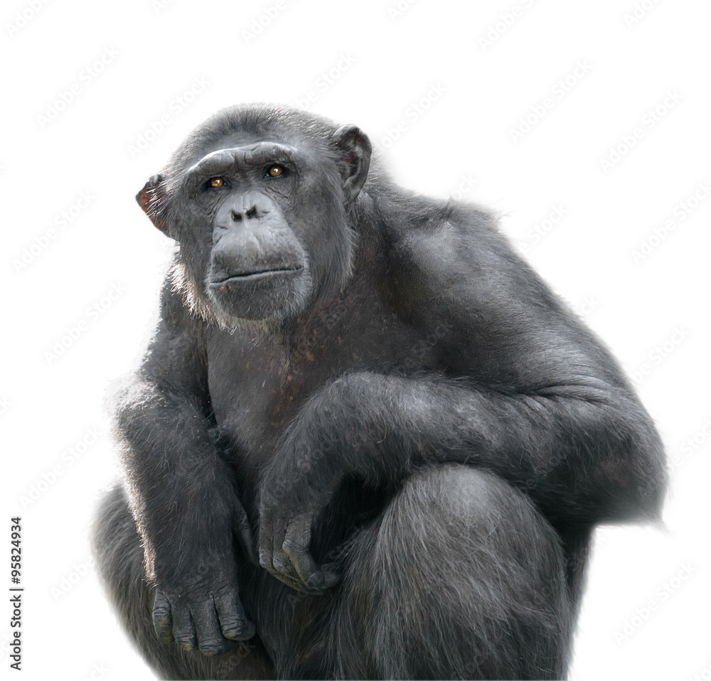 黑猩猩专注地看着白色的隔离物
