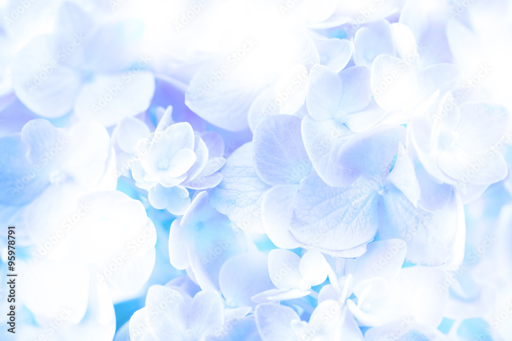 背景为甜美柔和的蓝色绣球花