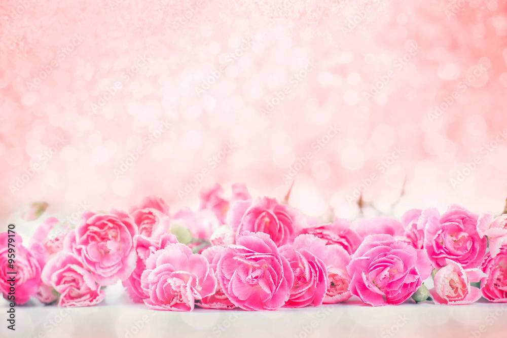 the beautiful blooming pink carnation flowers with sweet bokeh