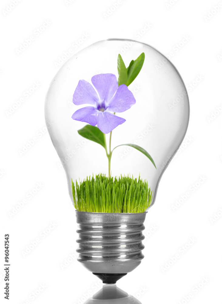 绿色生态能源概念。灯泡内生长的花朵，白色隔离
