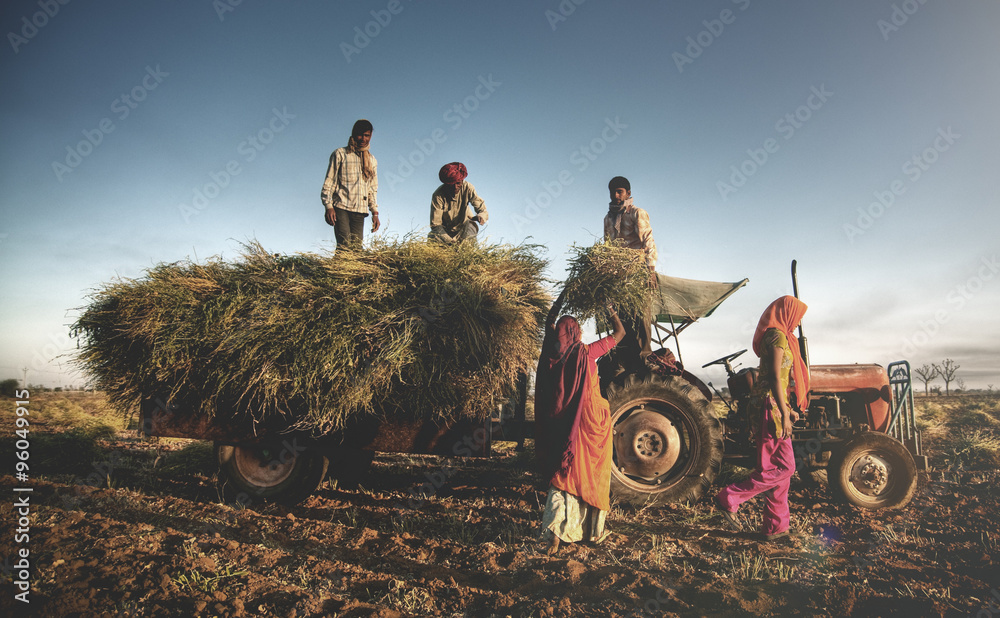 India Family Faeming Harvesting Crops Harvesting Concept