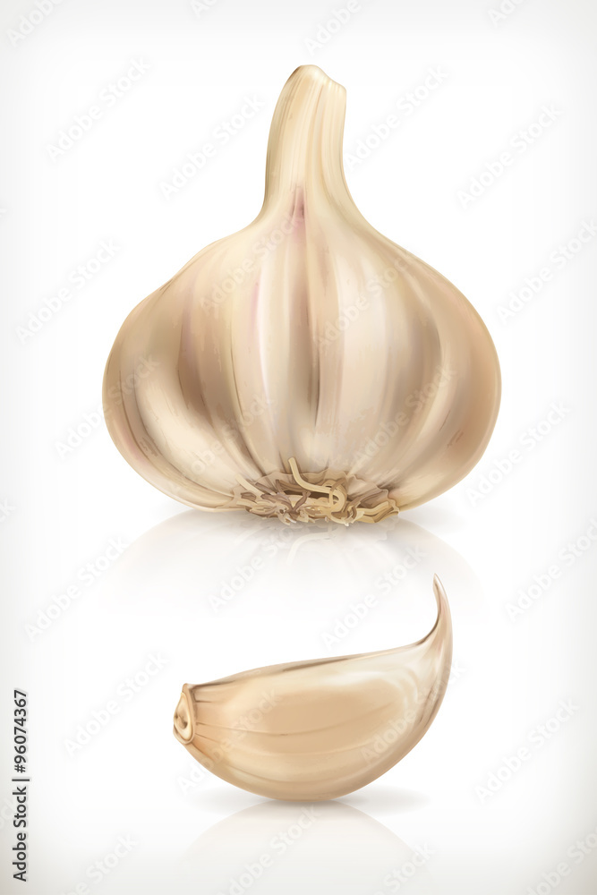 Garlic, vector icon