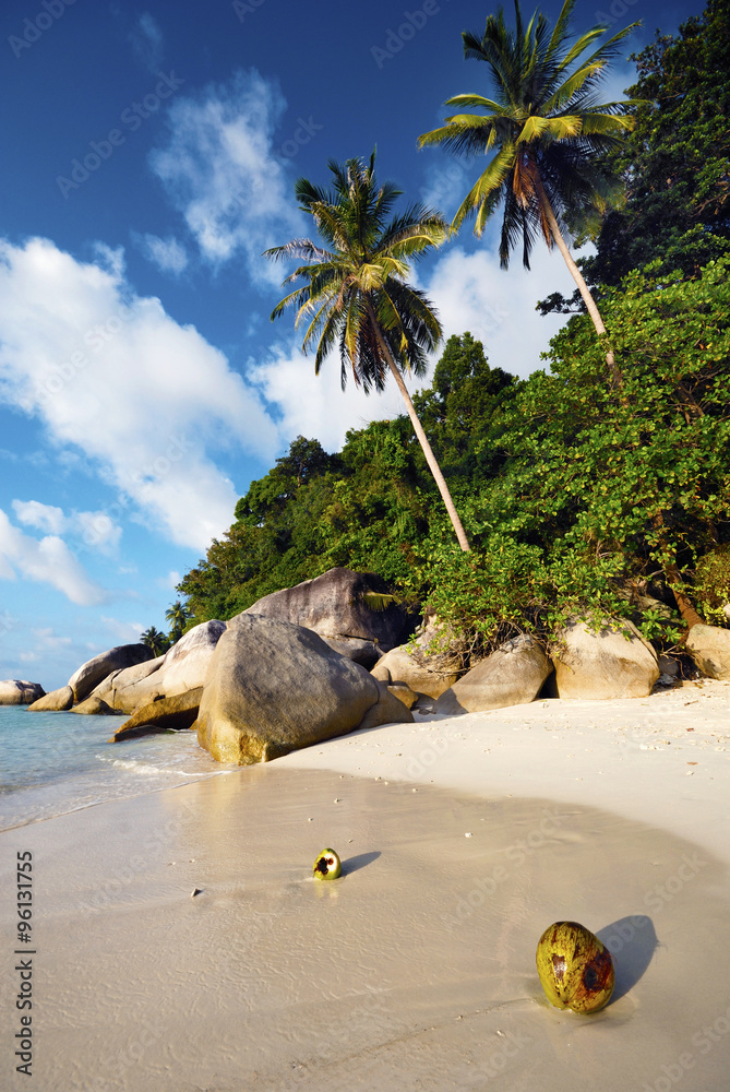 马来西亚海滩椰子棕榈树旅游度假概念