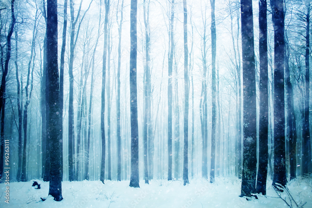 雾蒙蒙的山毛榉森林景观中的一个可爱的大雪天。冬季雾蒙蒙的山毛榉林景象。