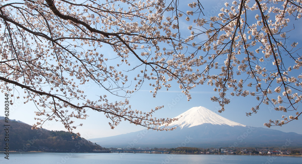樱花樱花和富士山在卡瓦古奇科湖