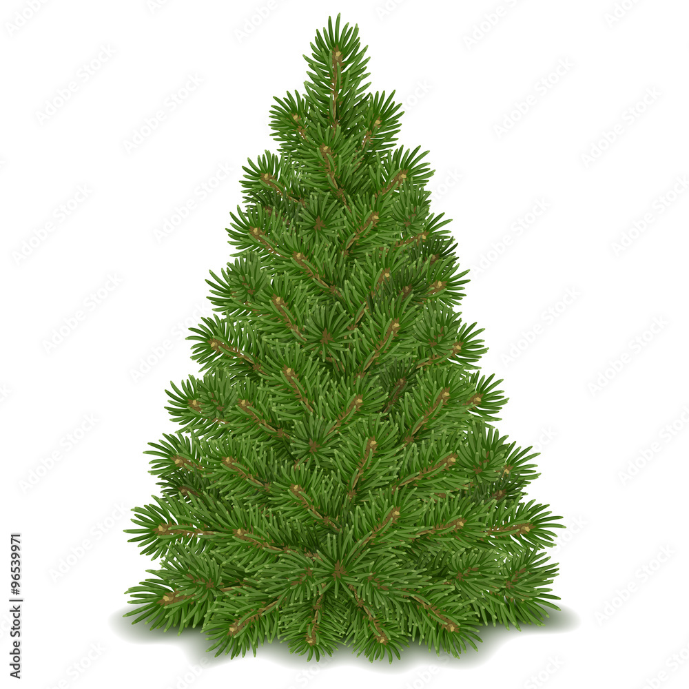 蓬松的绿色圣诞树，准备装饰。在白色背景上隔离。矢量插图。