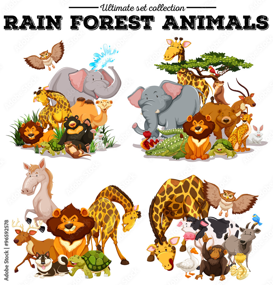 不同种类的雨林动物