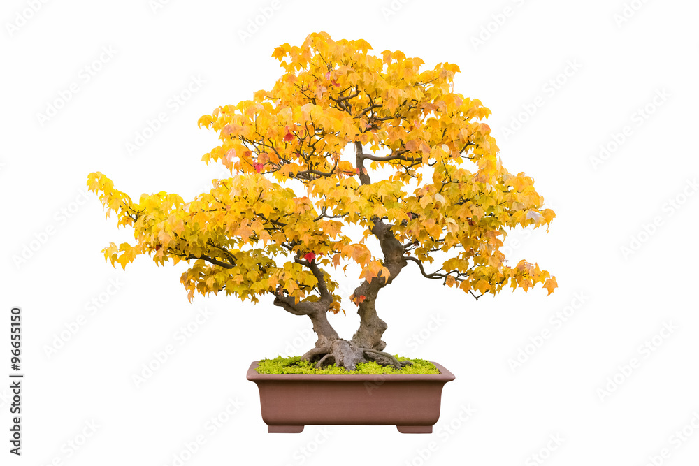 秋天的三叉戟枫盆景树