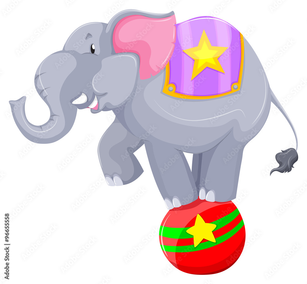 Gray elephant balancing on the ball