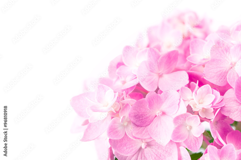白色背景上的甜粉色绣球花，选择性