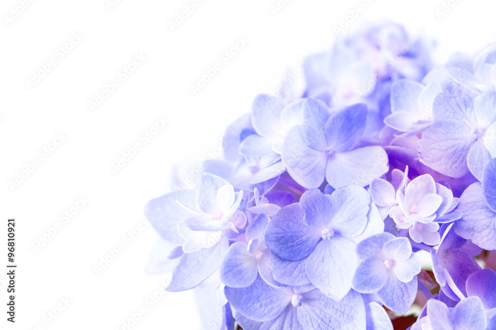 白色背景上的甜紫蓝色绣球花
