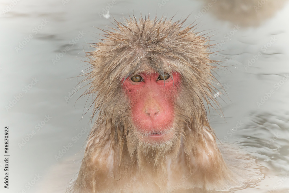 温泉エステ中の美猿 cute monkey is a salon in a hot spring