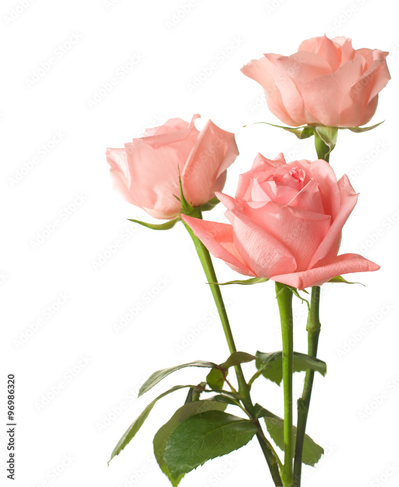 三朵粉色玫瑰被隔离在白色上