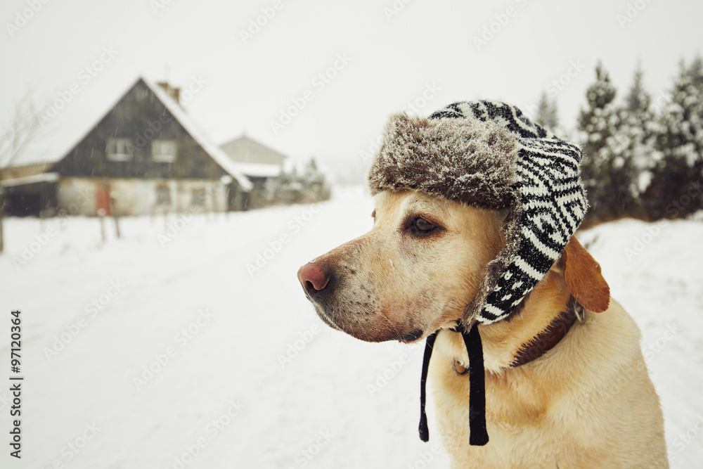 冬天戴帽子的狗