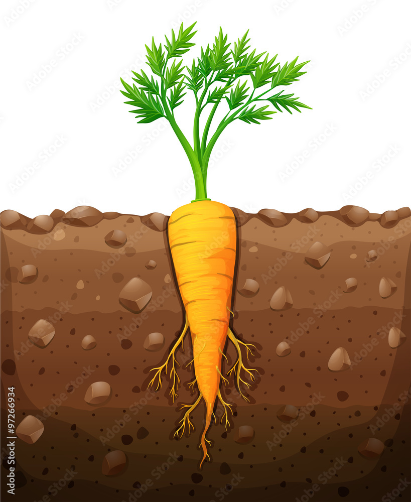 地下有根胡萝卜
