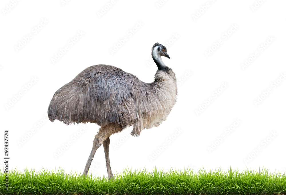 隔离绿草的emu