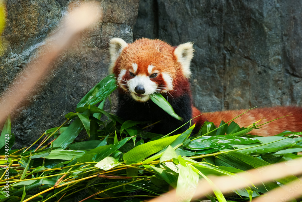 可爱的红熊猫吃竹子