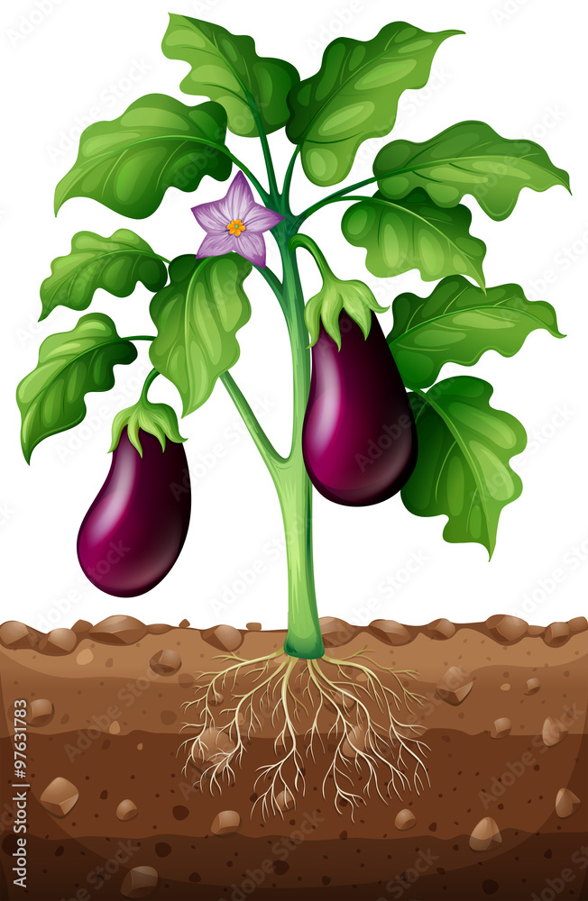 Eggplants on the tree