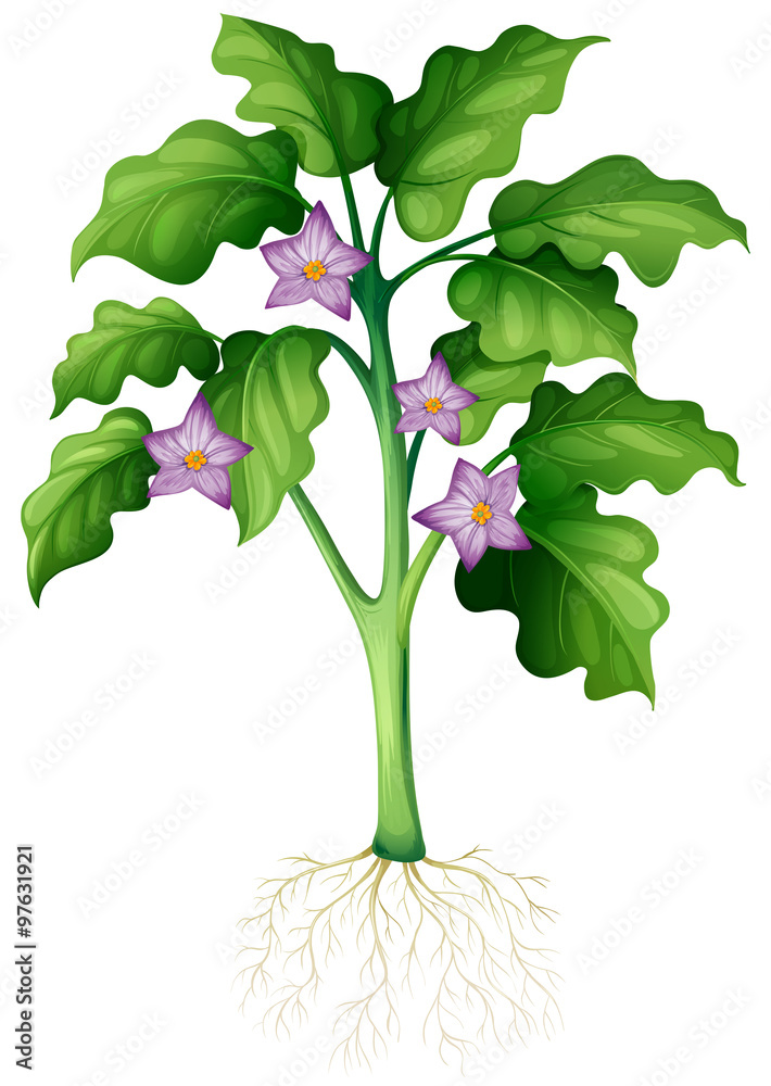 植物上的紫色花朵