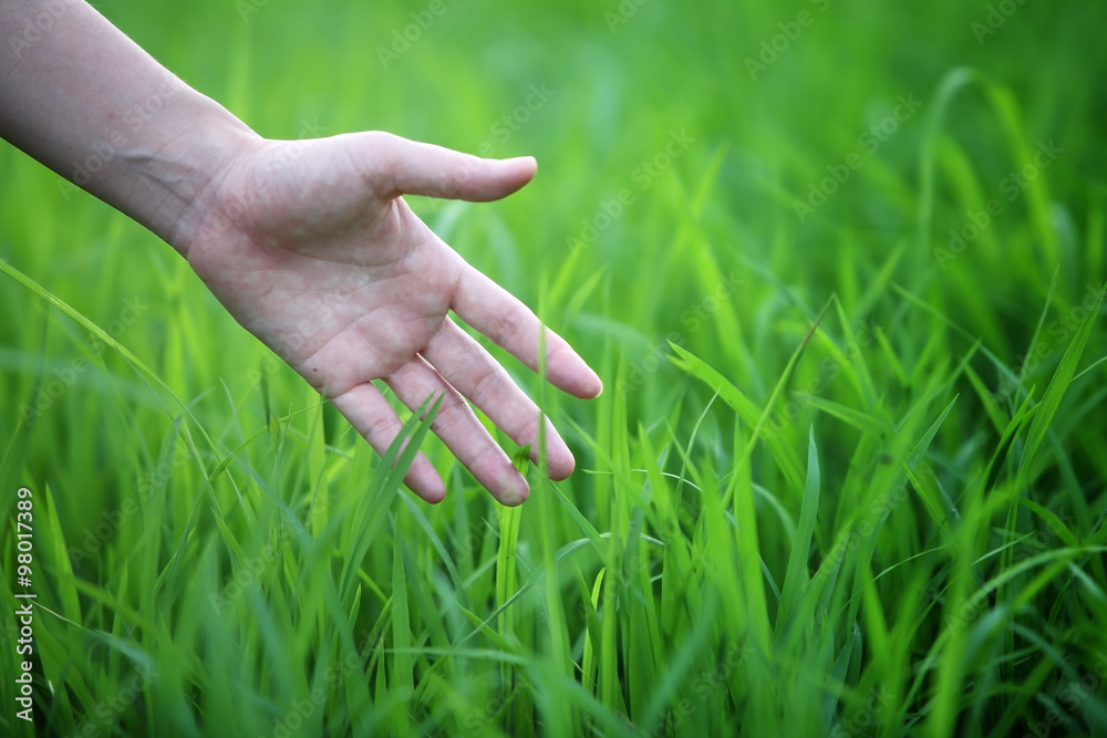 手触摸绿色水稻叶。