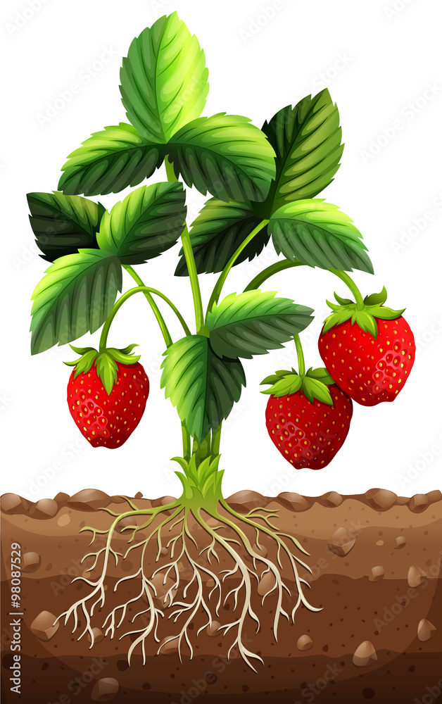 树枝上的新鲜草莓