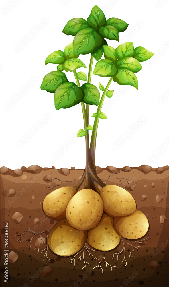 地下种土豆