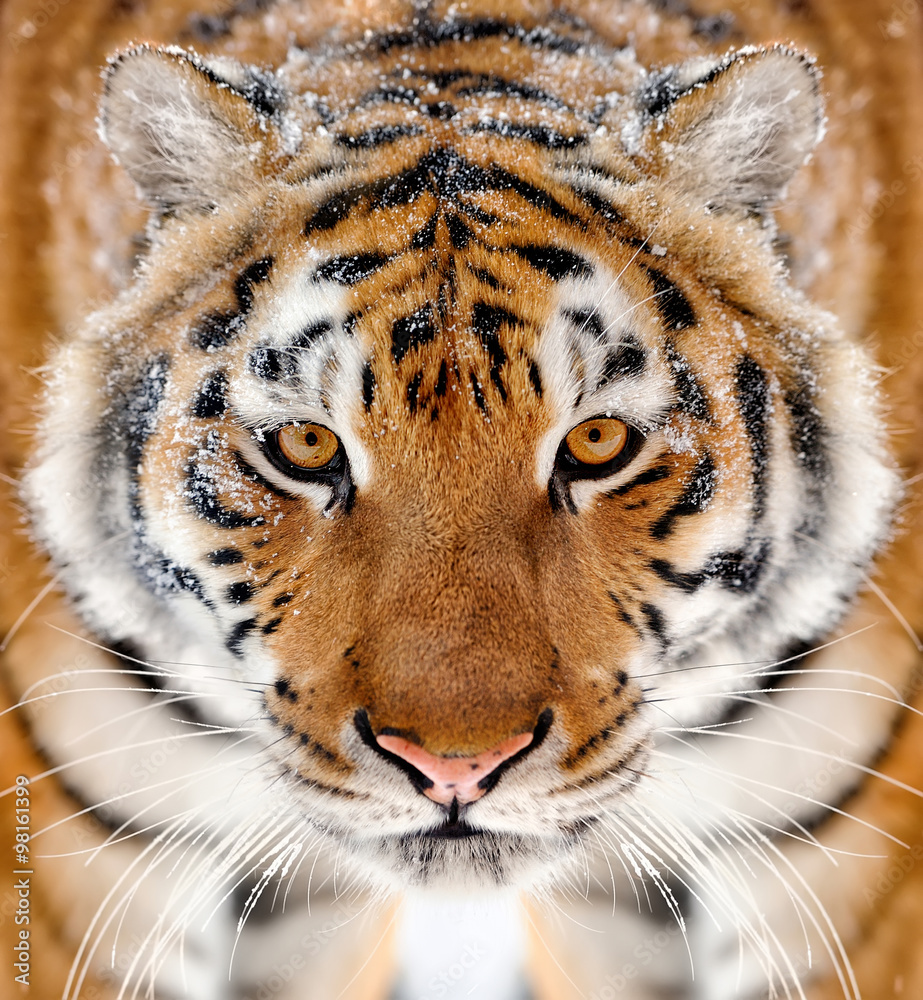 Tiger portrait in winter tine
