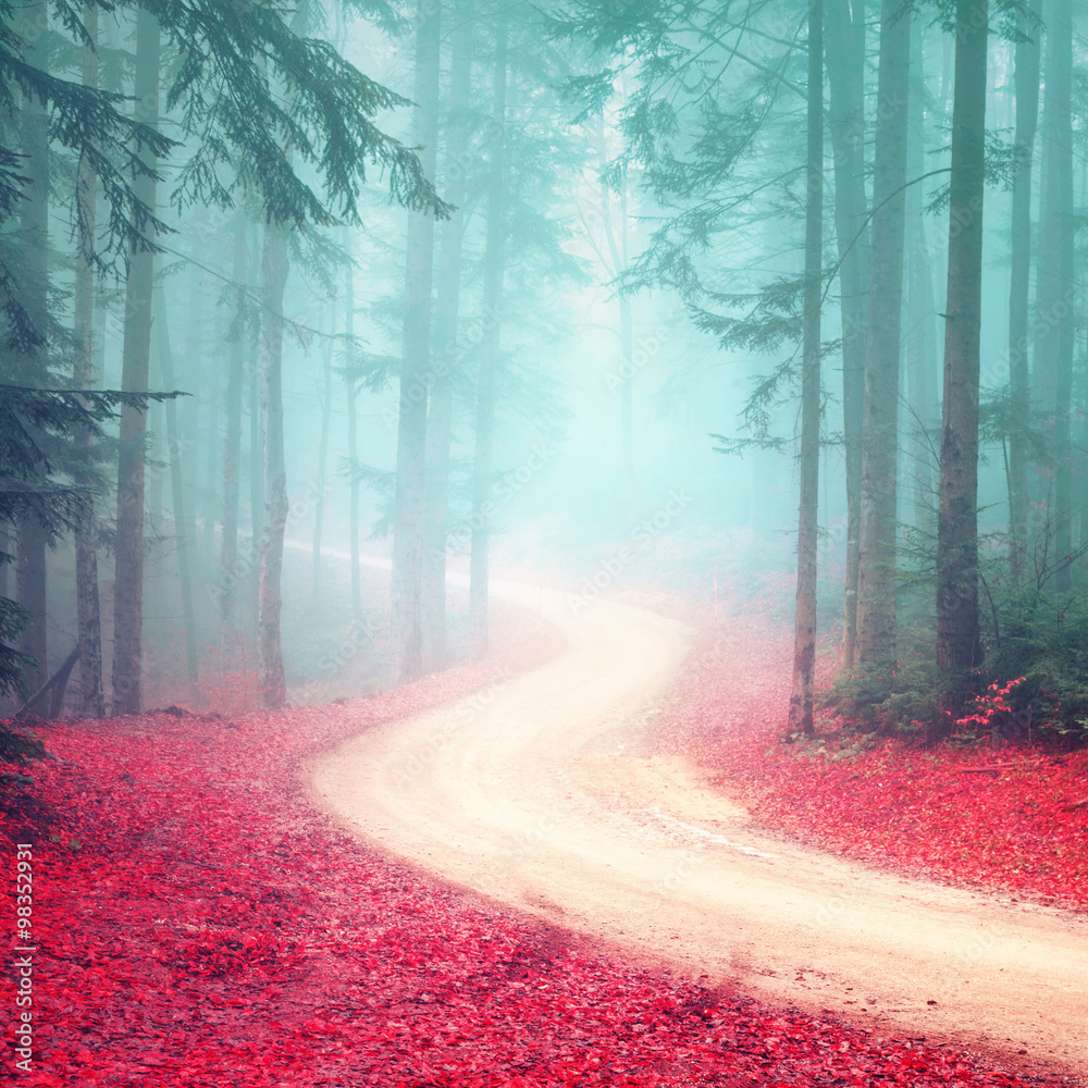Lovely dreamy seasonal color foggy forest road. Magic color woodland with bright foggy road.