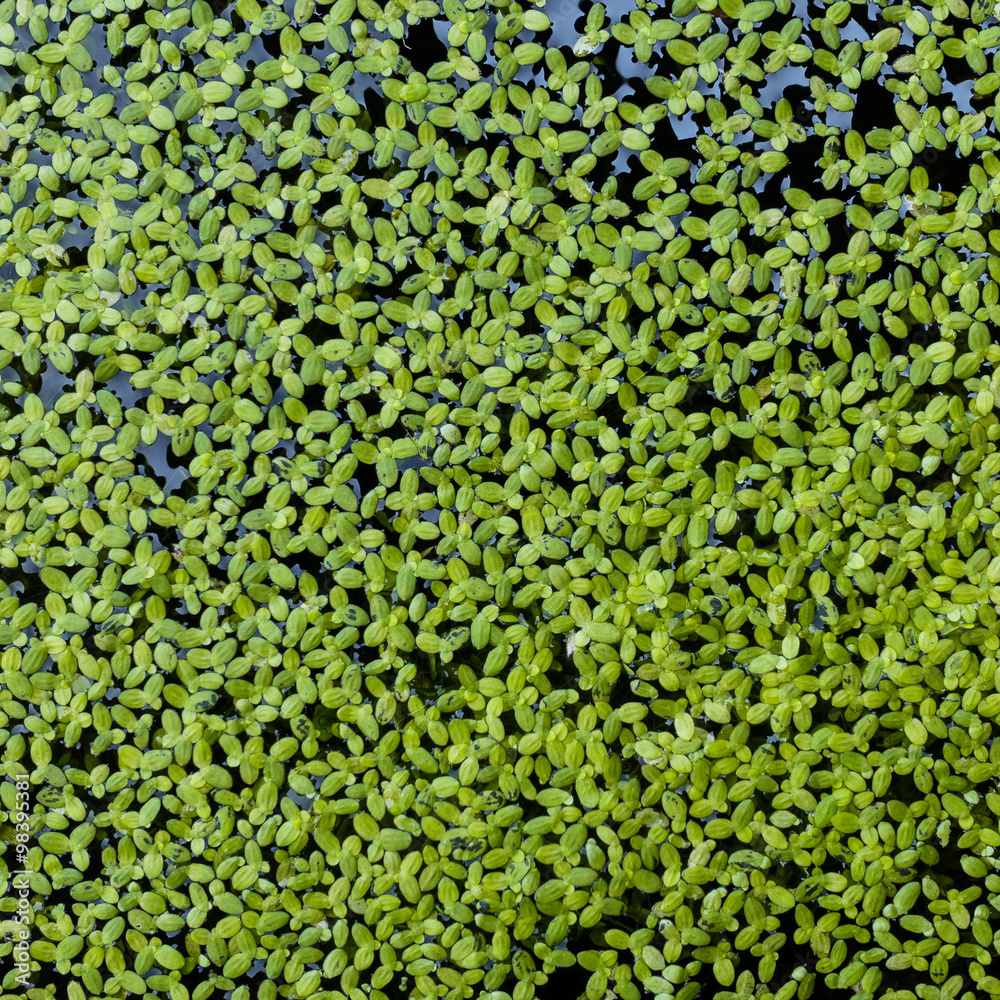 duckweed covered on the water as background