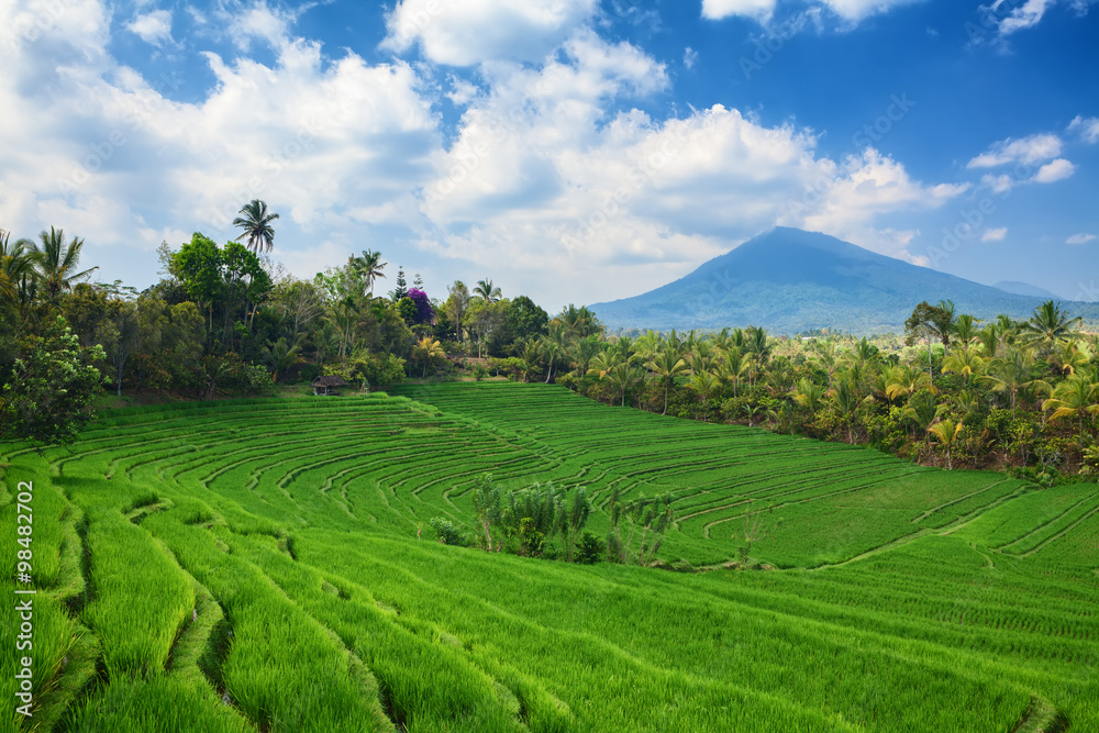 美丽的巴厘岛亮绿色水稻生长在布卢云下的热带梯田上