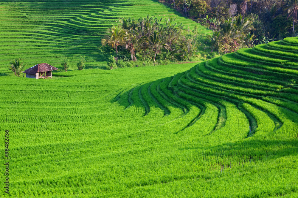 Beautiful view of Balinese green rice growing on tropical field terraces. Best scenic Asian backgrou