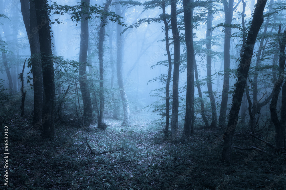 雾中的斯普林加森林。美丽的自然景观。复古风格