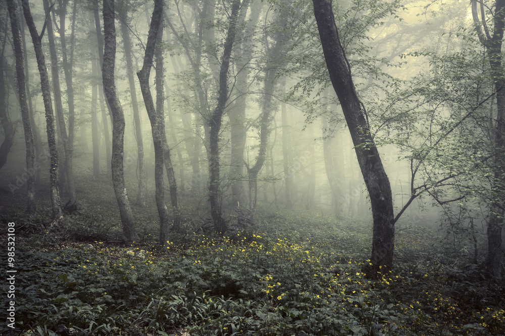 雾中的斯普林加森林。美丽的自然景观。复古风格