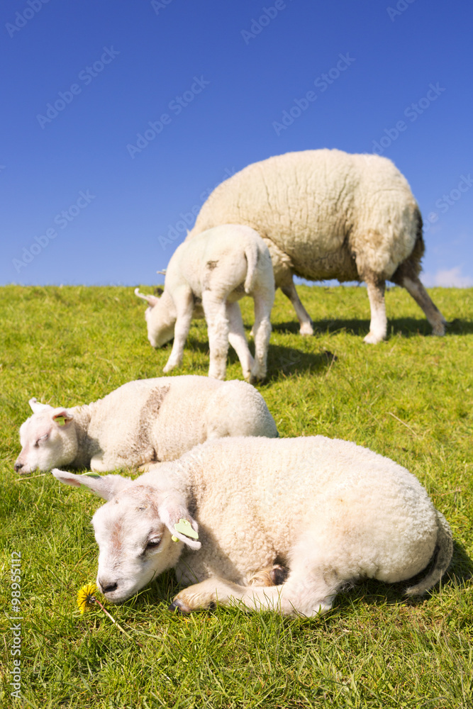 荷兰特克斯岛上的特克斯绵羊