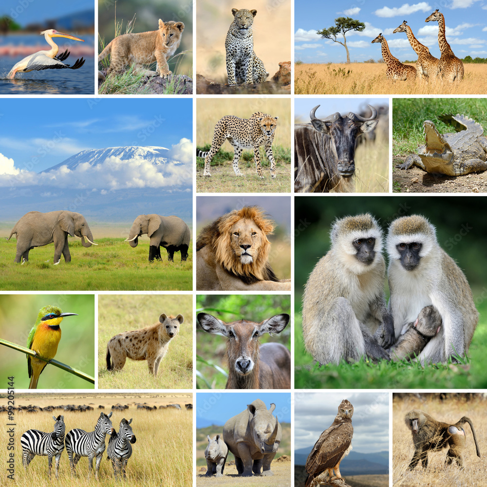 Collage with photo african animals