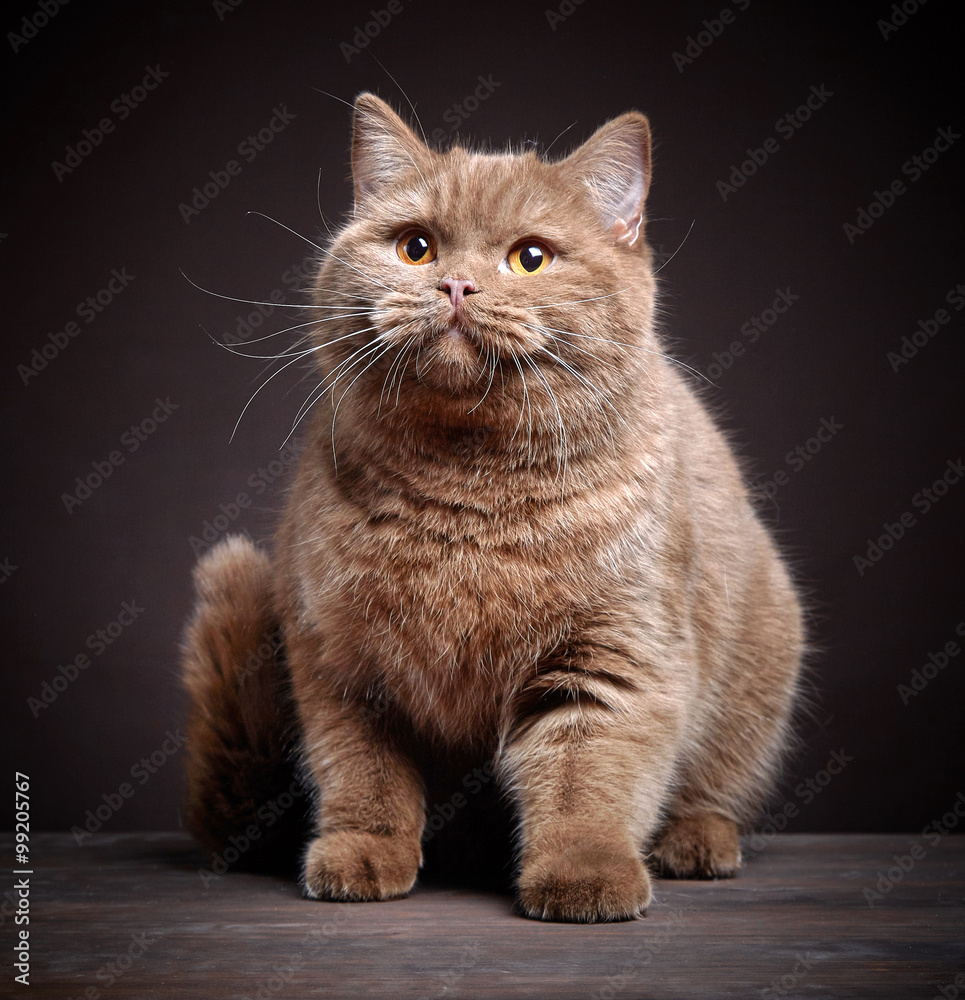 英国短毛猫肖像