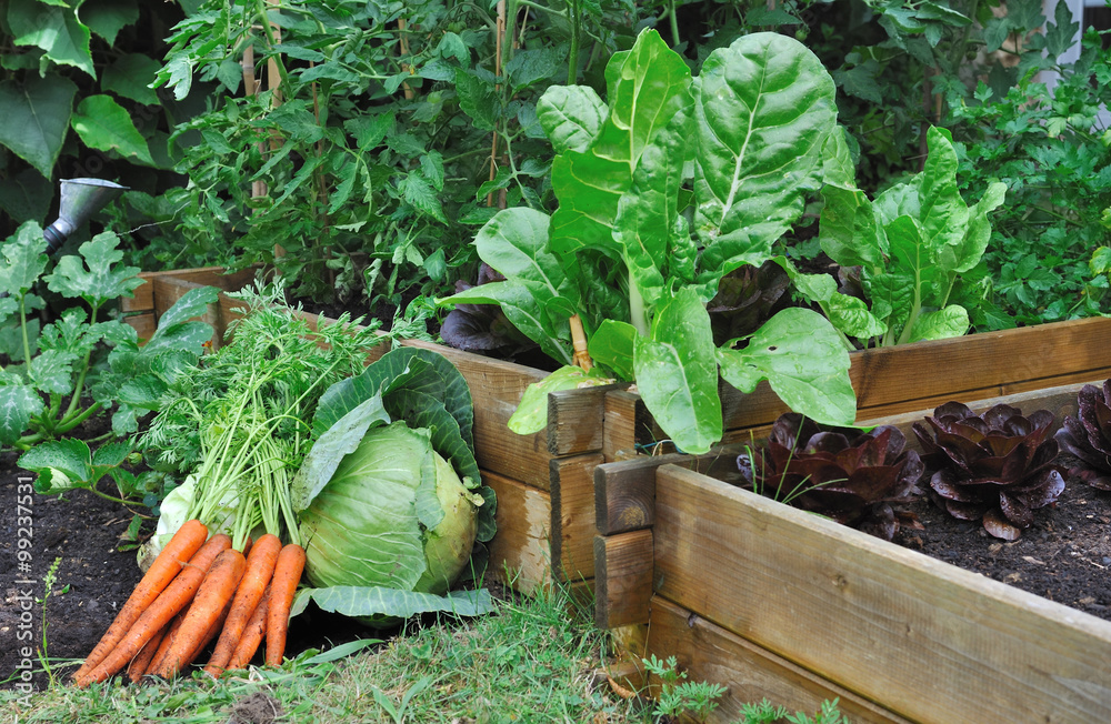 légumes frais au sol à côté des carrés potager 