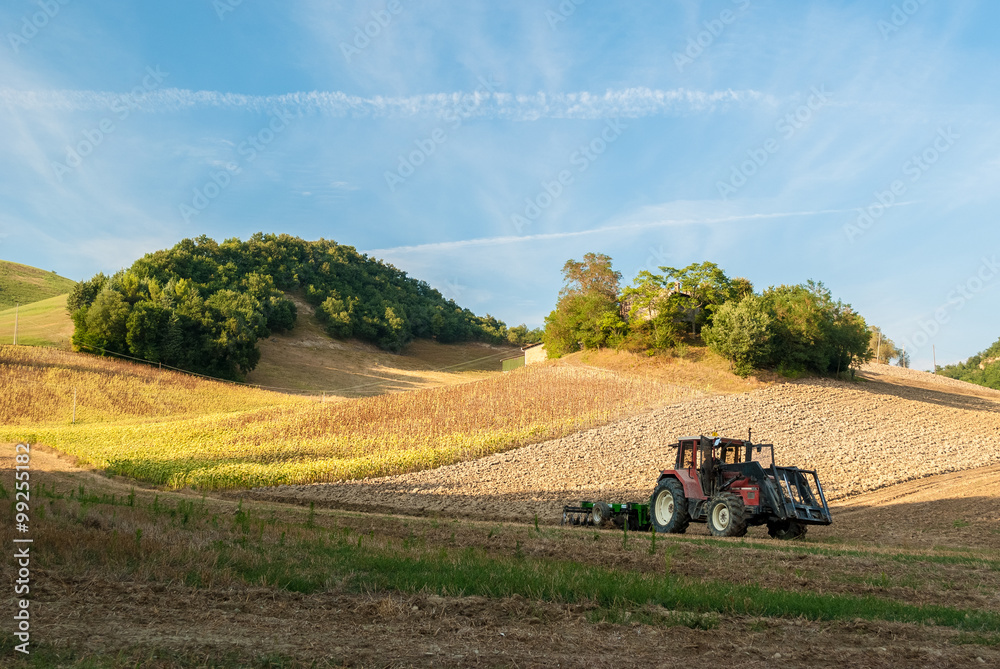 A tractor in a hill cornfield in the italian region of Marche
