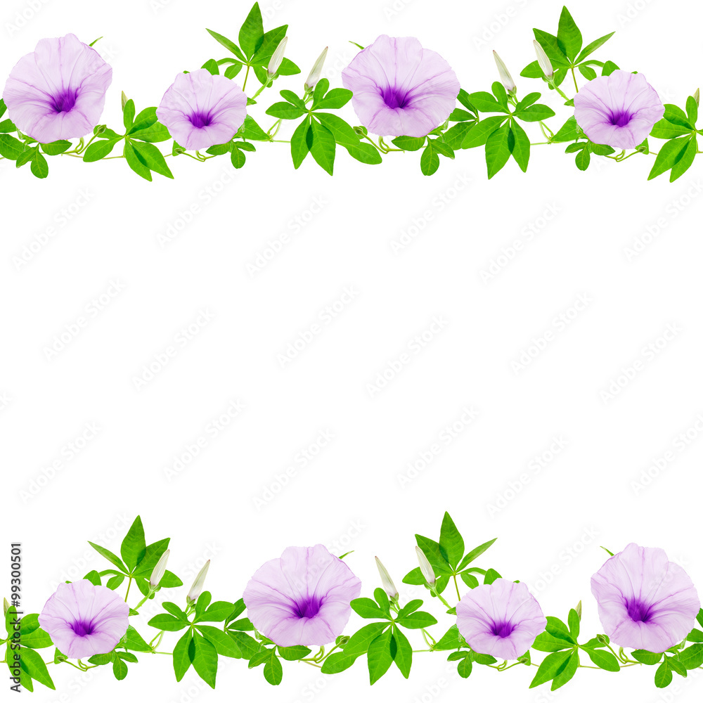 白色背景上美丽的紫色花朵和叶子框架。