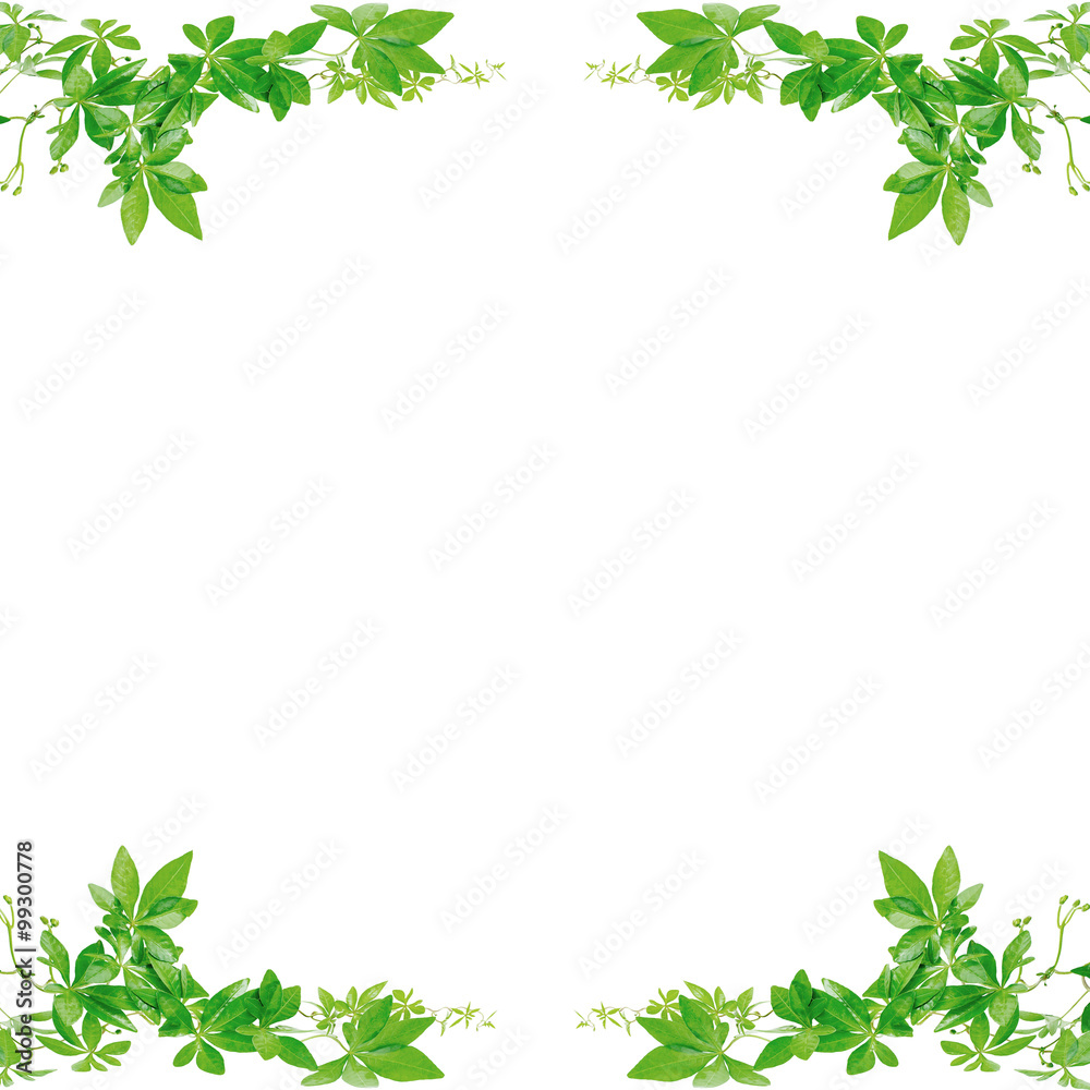 绿色叶子框架隔离在白色背景上。