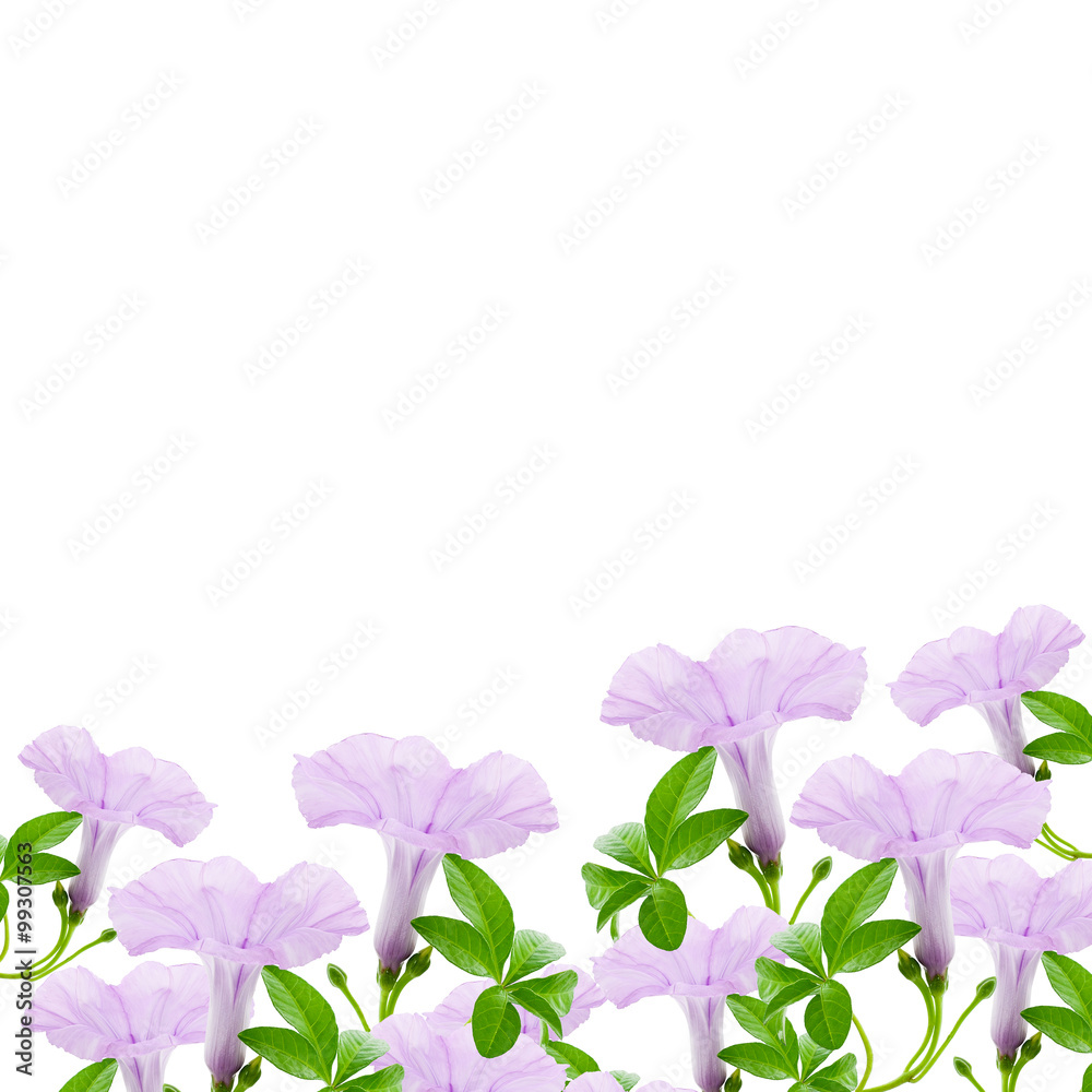 Beautiful Purple flower and leaves frame isolated on white backg