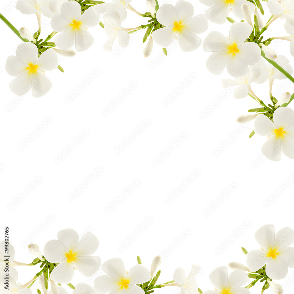 在白色背景上隔离的李子花框架。