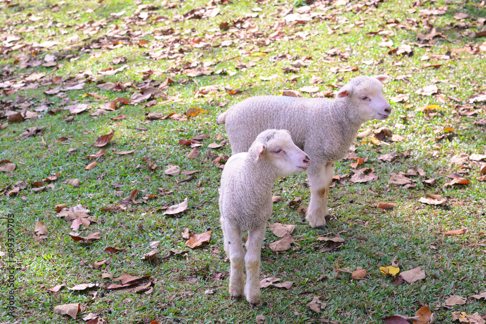 泰国梅洪山草地上冬天阳光明媚的日子里的羔羊